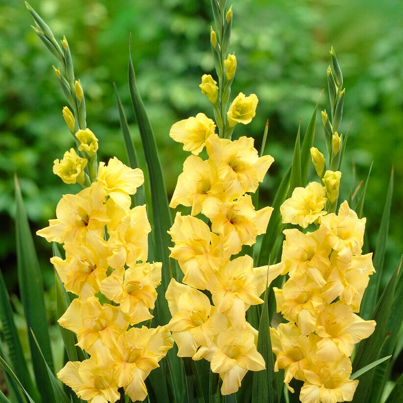 Gladiolus Nova Lux 10-pakkaus