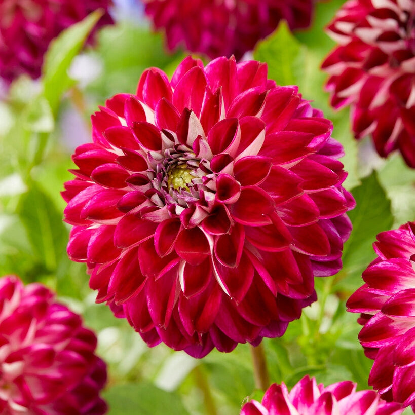 Dahlia Dekoratiivinen Embassy 1-pakkaus