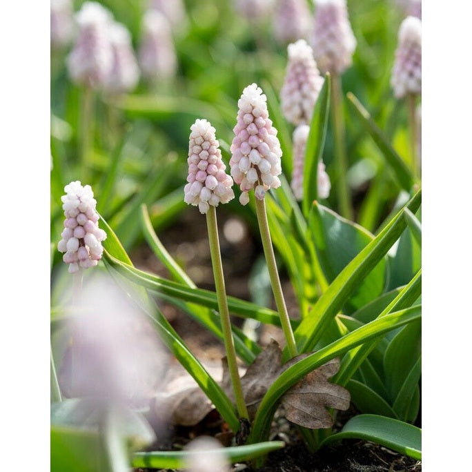 Helmililja-Muscari basalticum &