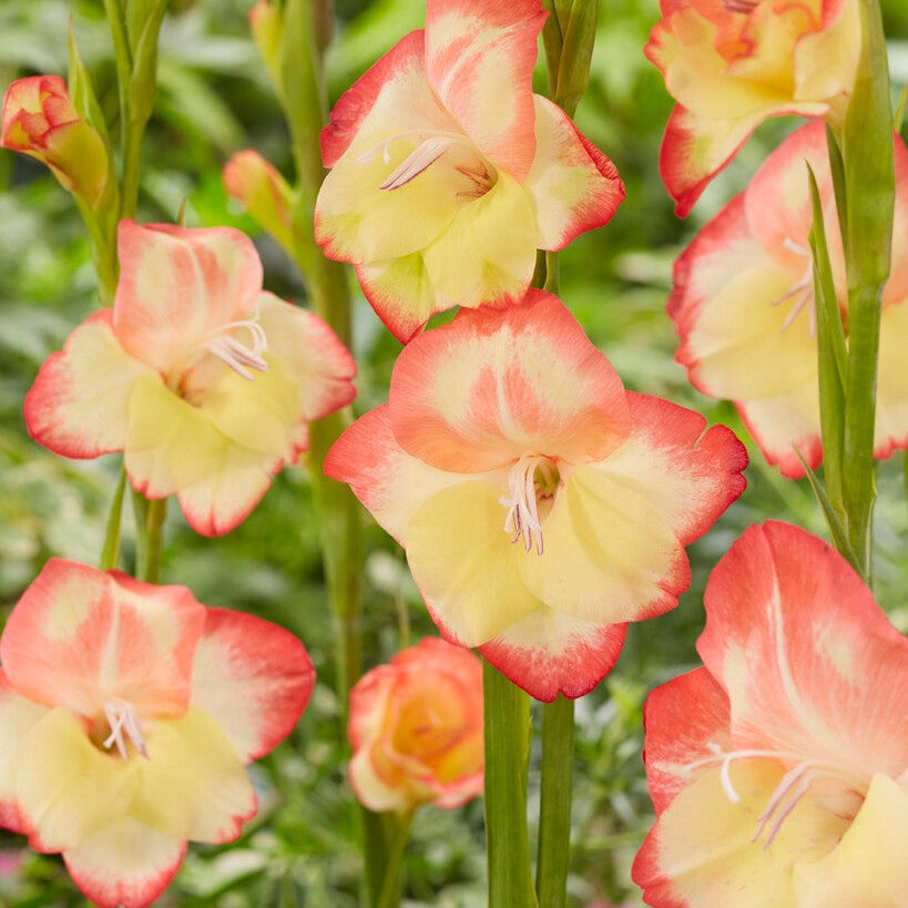 Gladiolus Nanus Las Vegas 10-pakkaus