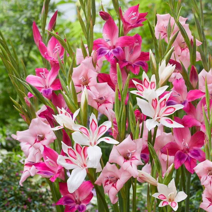 Gladiolus Nanus Sekoitus 10-pakkaus
