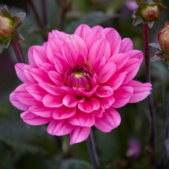 Dahlia Border Melody Fanfare 1-paketti