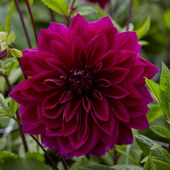 Dahlia Dekoratiivinen Thomas A. Edison 1-pakkaus