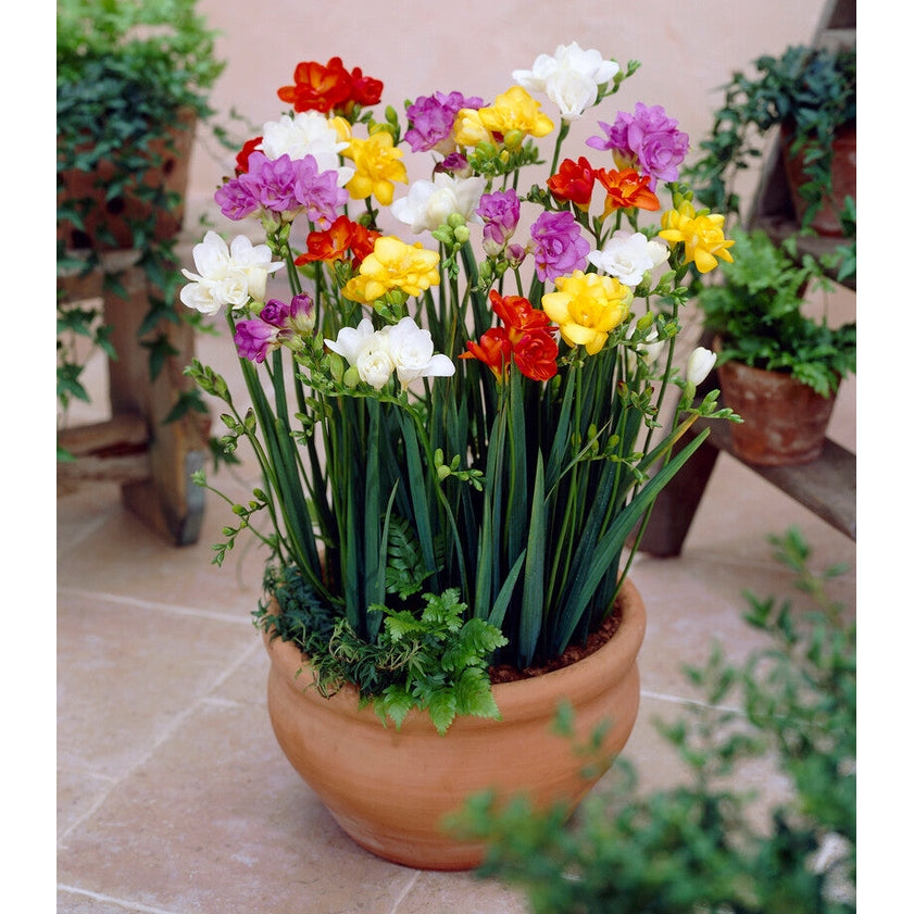 Freesia-kaksivärinen 15-pakkaus