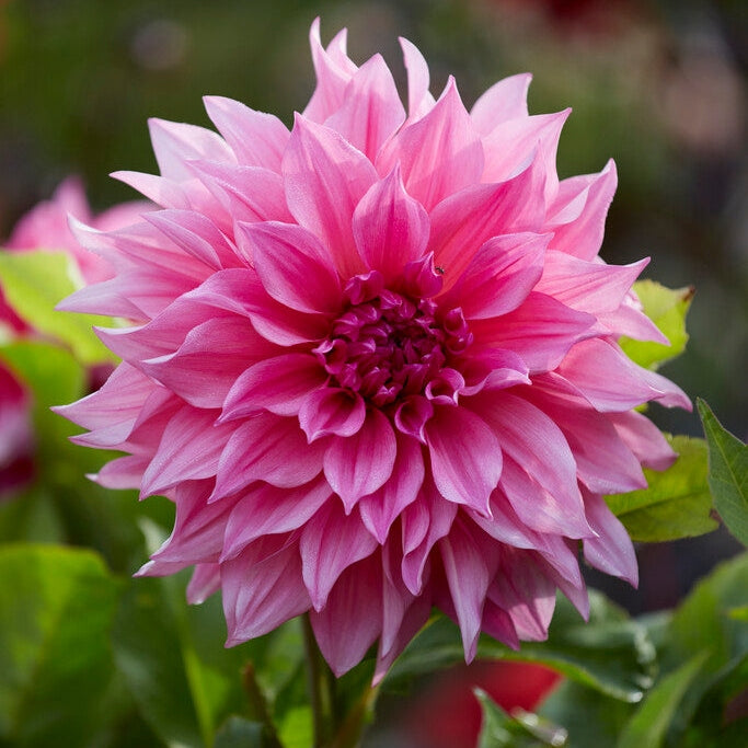 Dahlia Dekoratiivinen Cafe au Lait Rosé 1-pakkaus