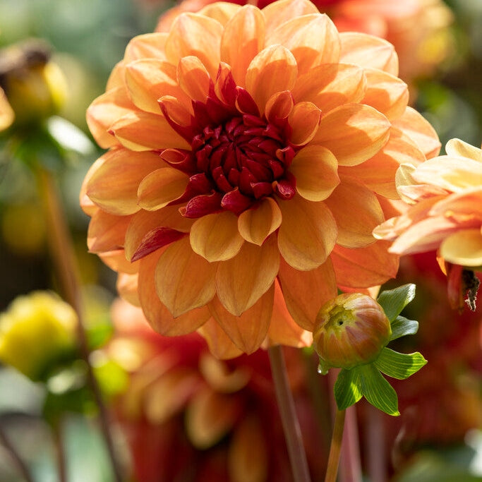 Dahlia Dekoratiivinen Creme de Cognac 1-pakkaus