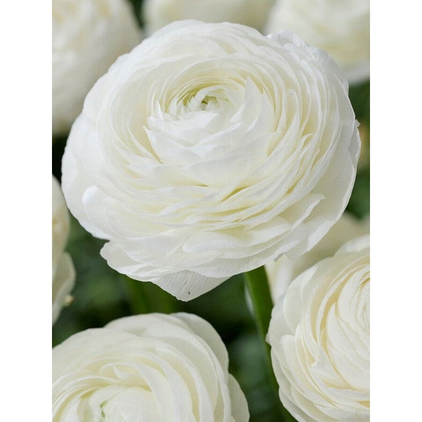 Bukettranunkel-Ranunculus asiaticus &