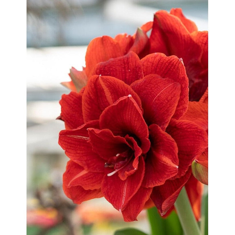 Amaryllis-Hippeastrum &