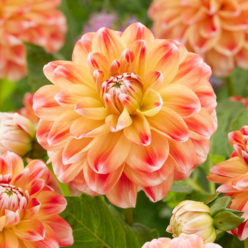 Dahlia Hapet Harmony Dekoratiivinen 1-pakkaus UUTUUS