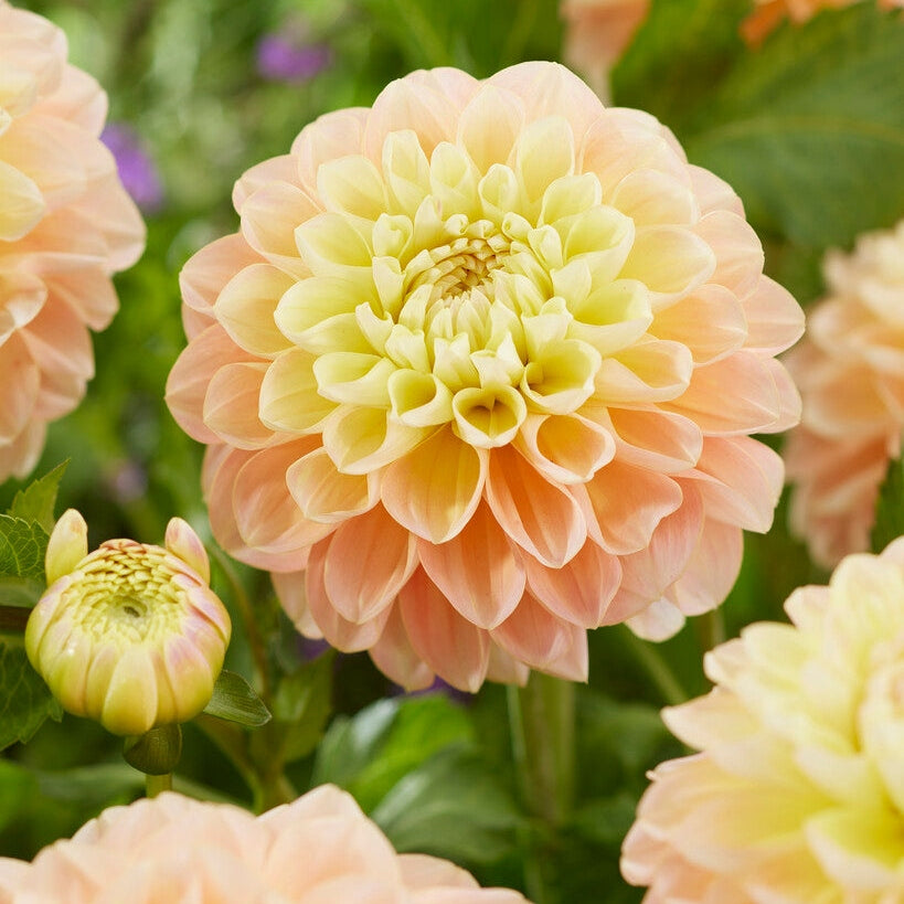 Dahlia Dekoratiivinen Honey Dew 1-pakkaus