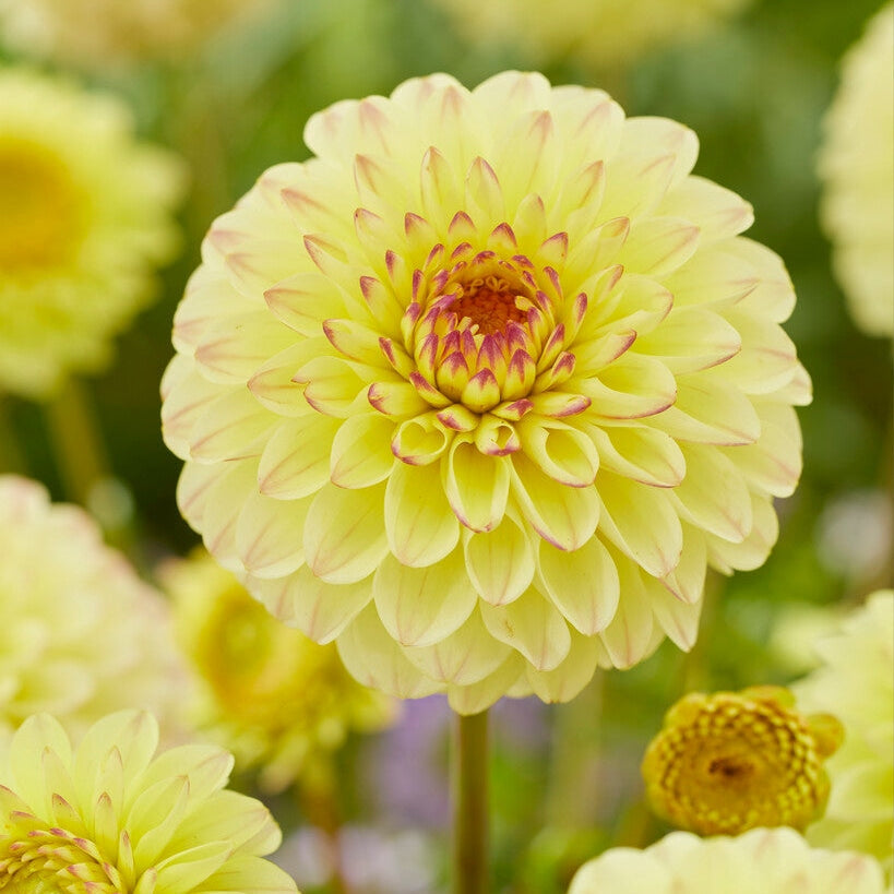 Dahlia Boll Isa Favourite 1-pack UUTUUS