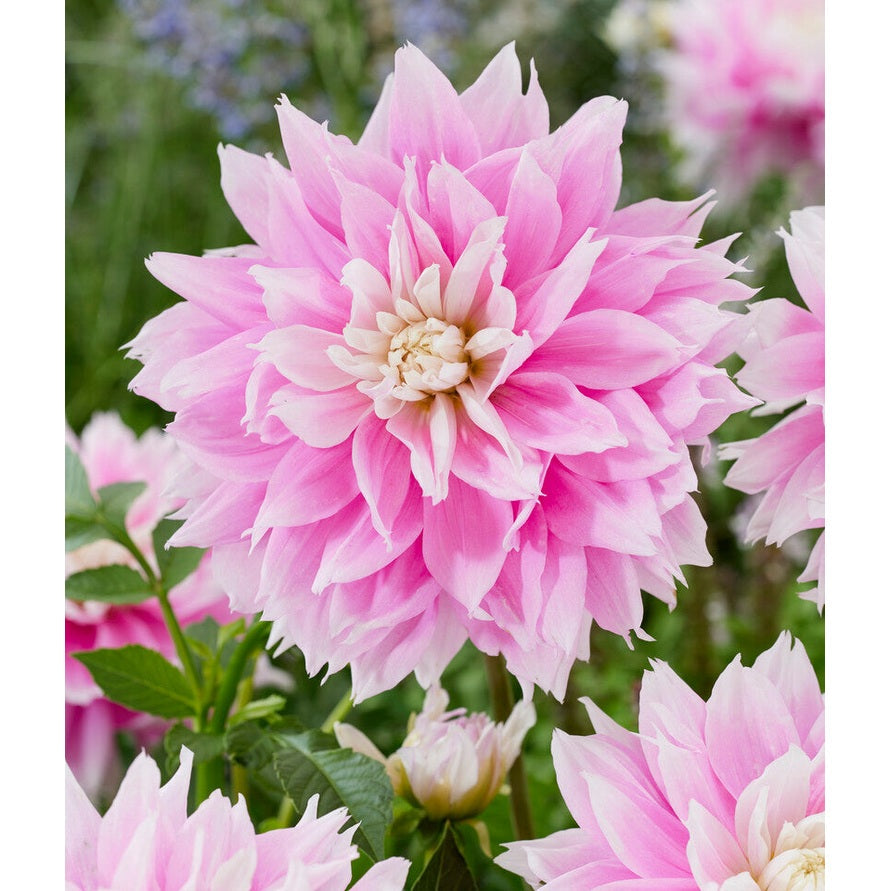 Dahlia Evanah Dekoratiivinen 1-pakkaus UUTUUS