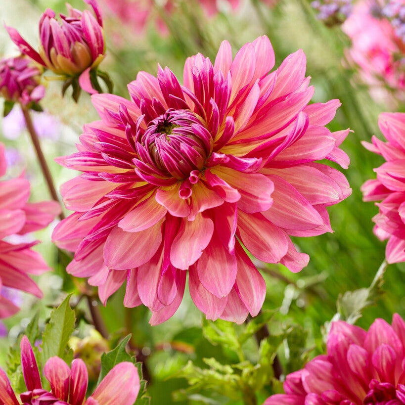 Dahlia Kaktus Missis Dutch 1-pakkaus