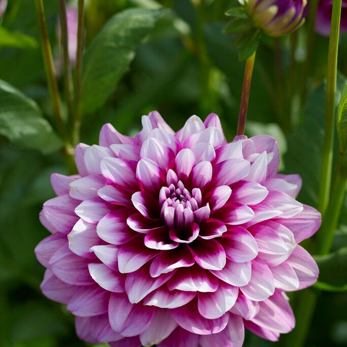 Dahlia Koristeelliset Patches 1-pakkaus