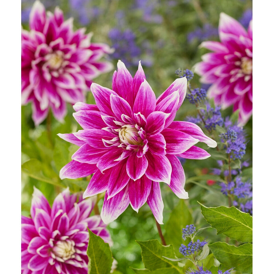 Dahlia Praime Dekoratiivinen 1-pakkaus