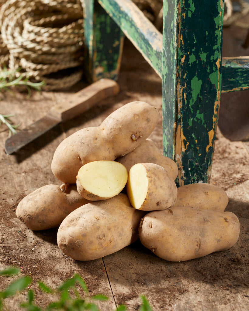 Peruna Bintje 10-Pakkaus