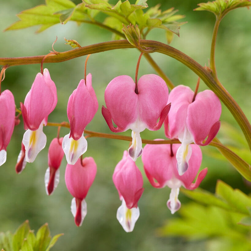 Löjtnantshjärta-Dicentra Spectabilis 1-kpl