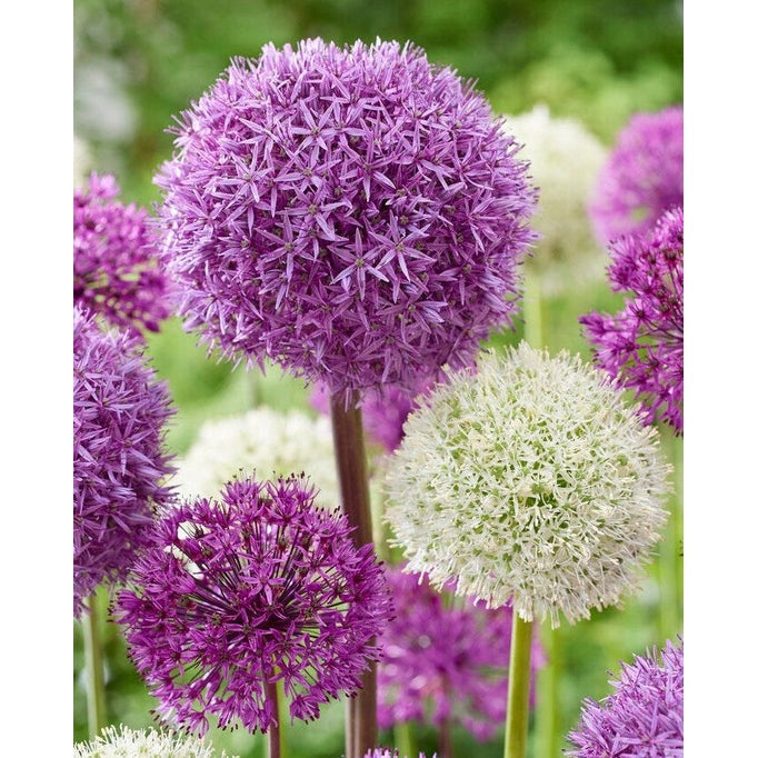 Allium Sekoitus 5-pakkaus