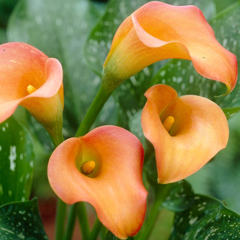 Zantedeschia Esmeralda 1-pakkaus