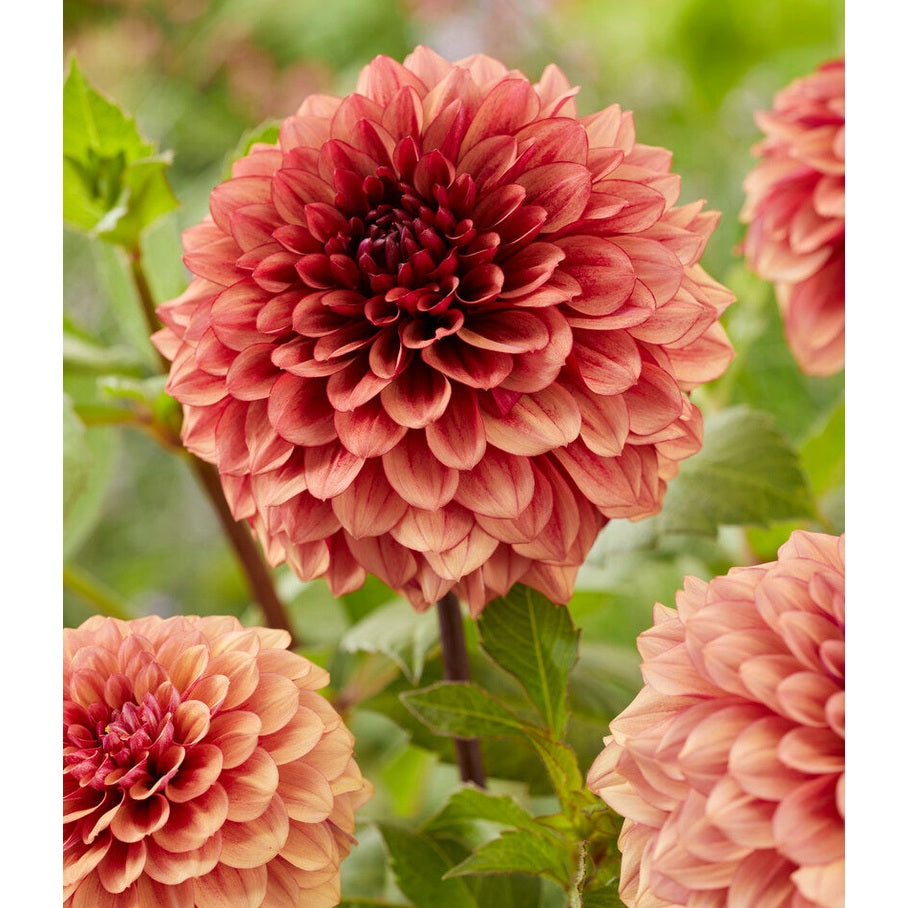 Dahlia Boll Jowey Merel 1-paketti UUTUUS