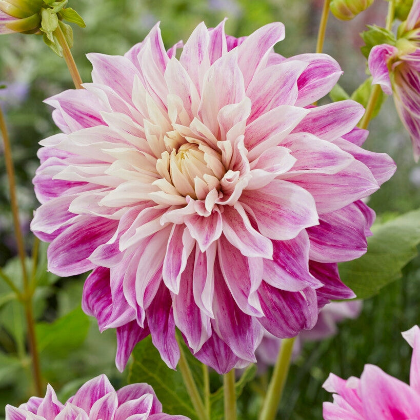 Dahlia Purple Explosion Koristeellinen 1-pakkaus UUTUUS