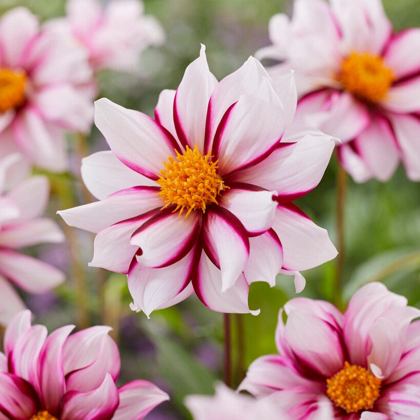 Dahlia Special Edge of Joy 1-paketti