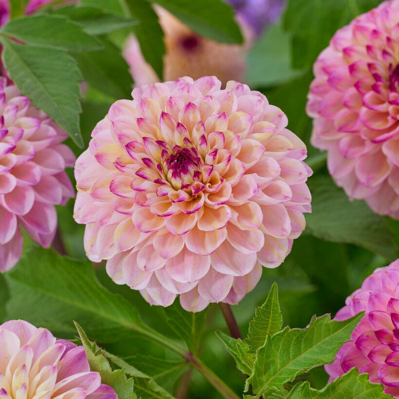 Dahlia Pompon Viininvärinen Jill 1-pakkaus