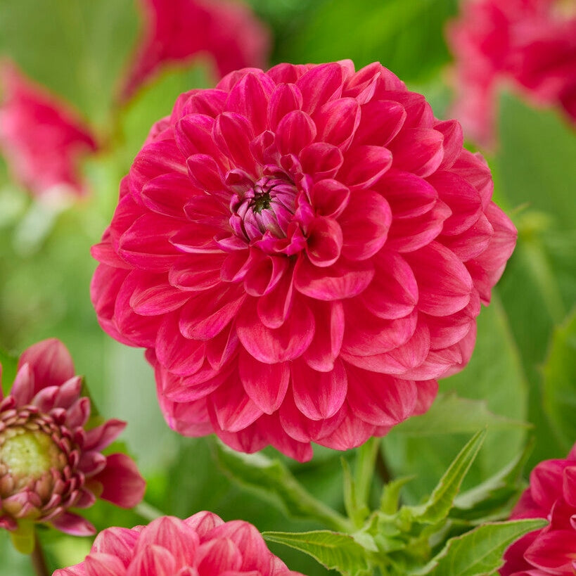 Dahlia Salmon Society Koristeellinen 1-pakkaus UUTUUS