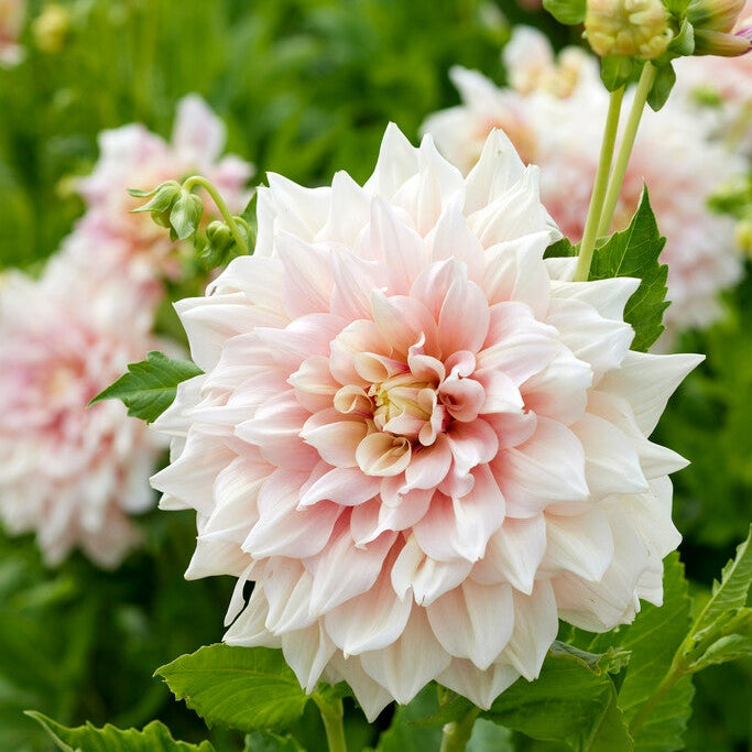 Dahlia Dekoratiivinen Break Out 1-pakkaus