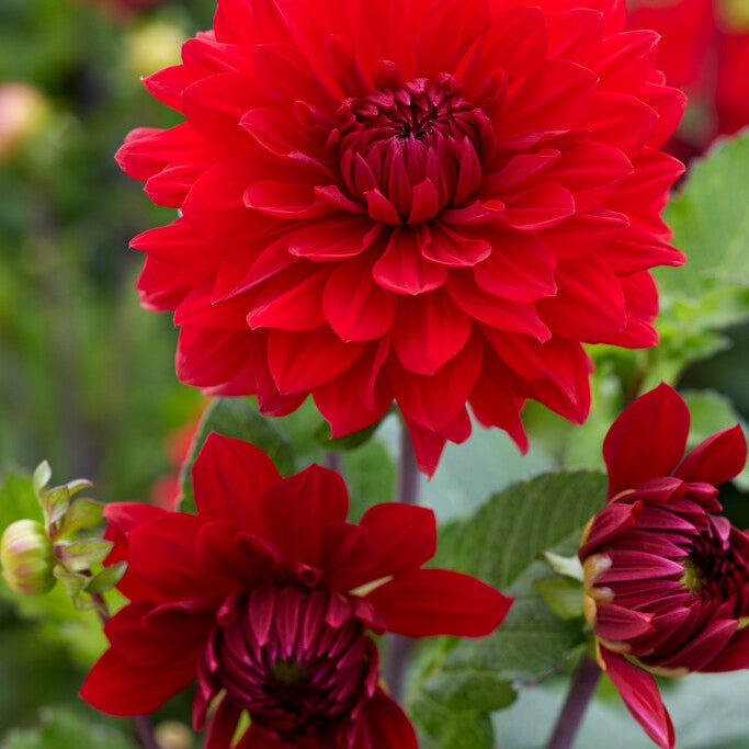 Dahlia Dekorativ Garden Wonder 1-pack