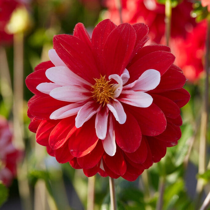 Dahlia Dekoratiivinen Olga&