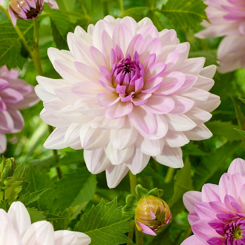 Dahlia Valentino Koristeellinen 1-pakkaus UUTUUS