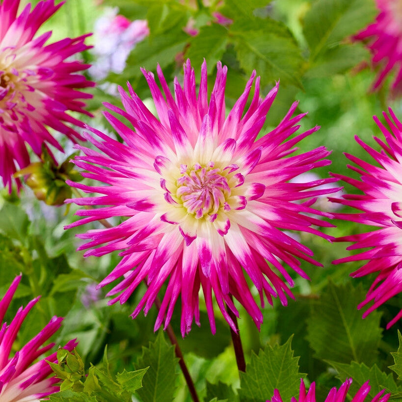 Dahlia Kaktus Aito 1-pakkaus