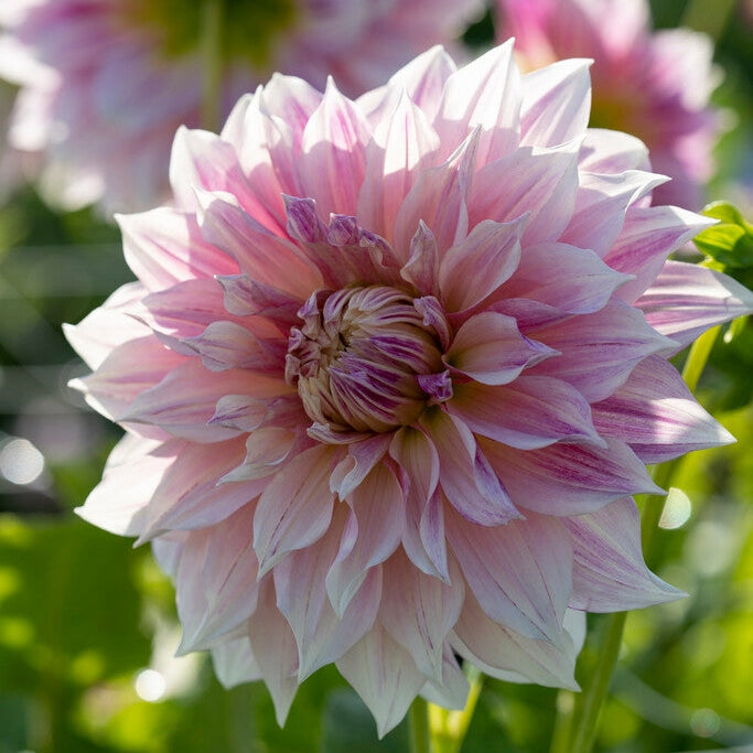 Dahlia Dekoratiivinen Cafe au Lait Royal 1-pakkaus