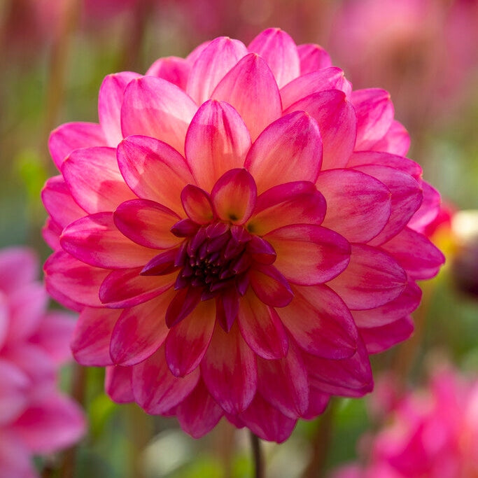 Dahlia Loe Dekoratiivinen 1-pakkaus UUTUUS