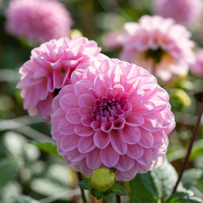 Dahlia Boll Veerle 1-pakkaus UUTUUS