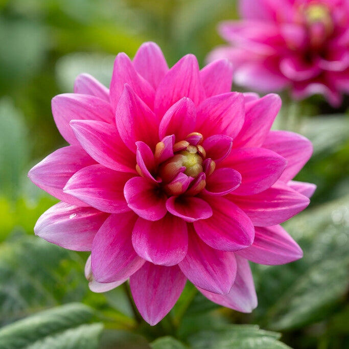 Dahlia Border Bluesette 1-pakkaus