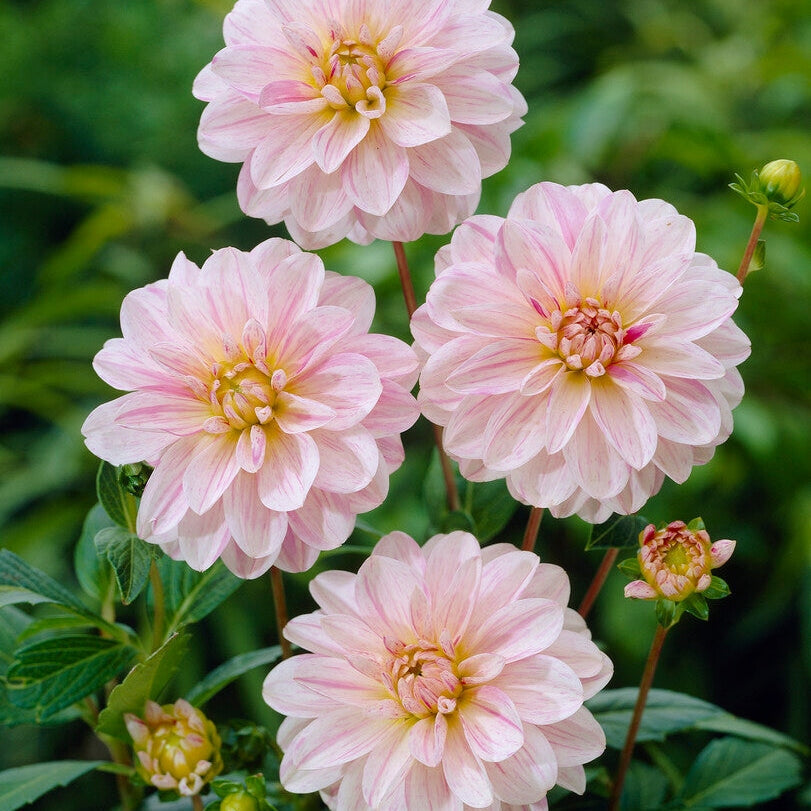 Dahlia Dekoratiivinen Bonesta 1-pakkaus UUTUUS