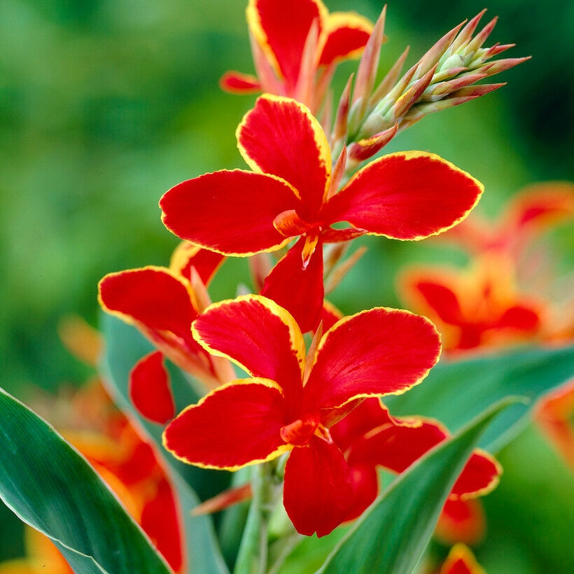 Canna Lucifer 1-pakkaus