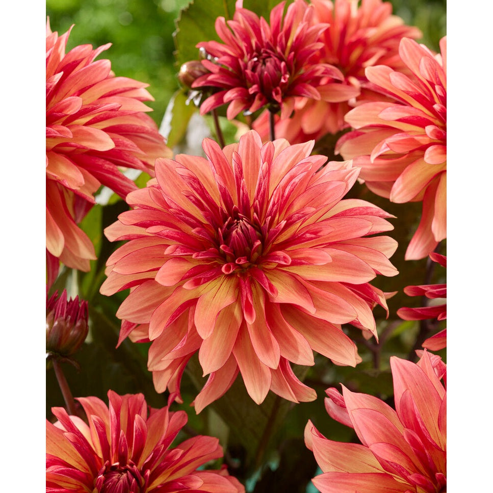 Dahlia Decora Koristeellinen 1-pakkaus UUTUUS