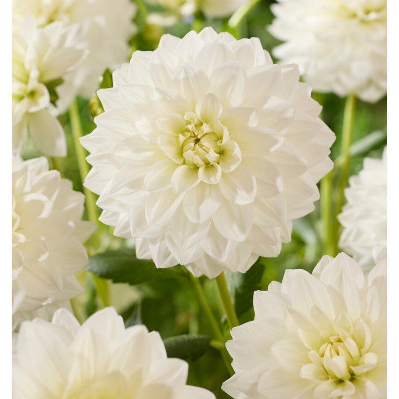 Dahlia White Swan Koristeellinen 1-pakkaus UUTUUS