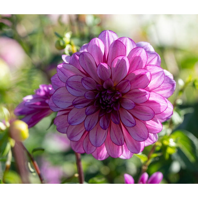 Dahlia Dekoratiivinen Seducation 1-pakkaus