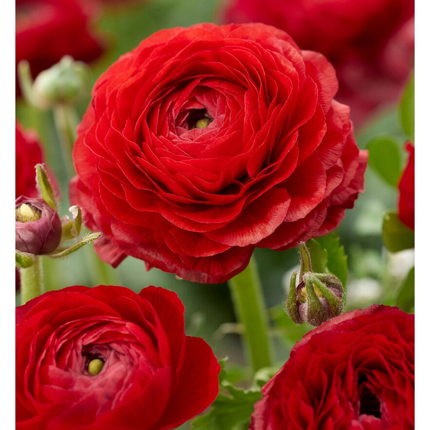 Bukettranunkel-Ranunculus Punainen 10-pakkaus
