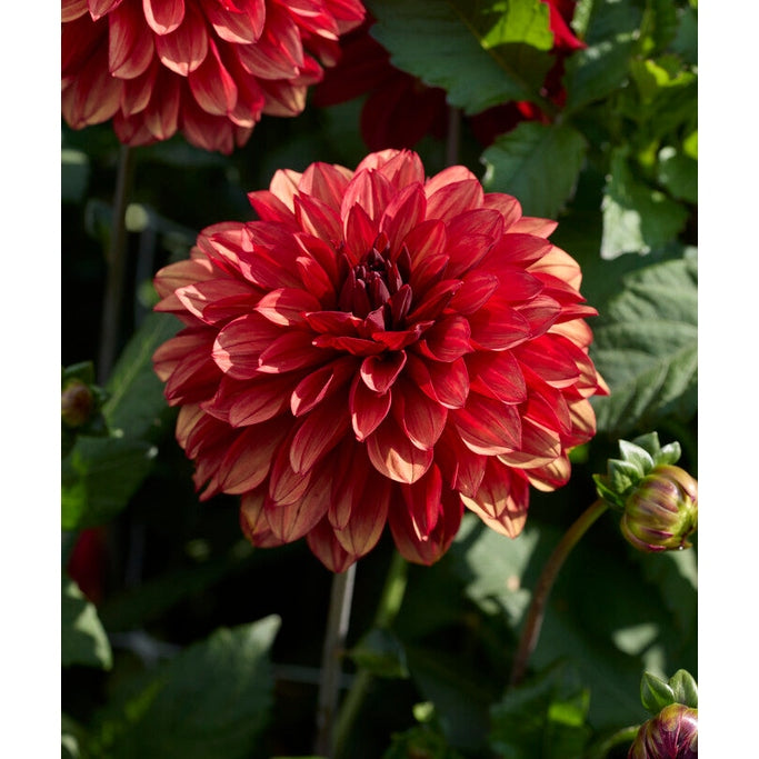 Dahlia Missis Miley Dekoratiivinen 1-pakkaus UUTUUS