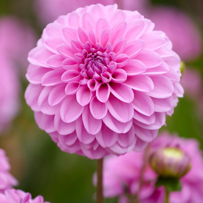 Dahlia Pink Pop Koriste 1-pakkaus UUTUUS