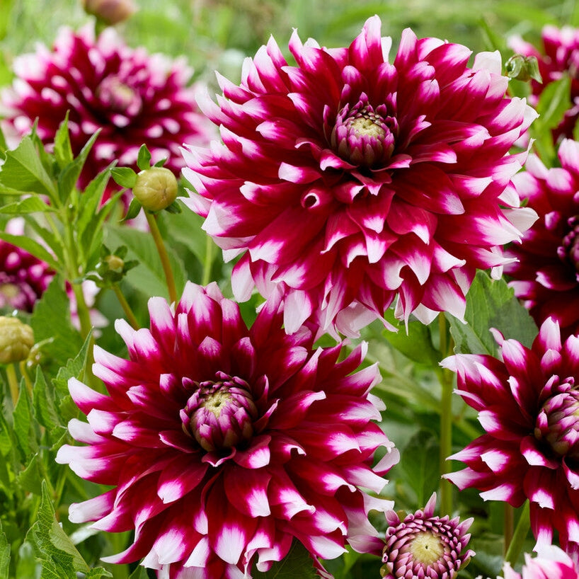 Dahlia Boll Verdi 1-pakkaus UUTUUS