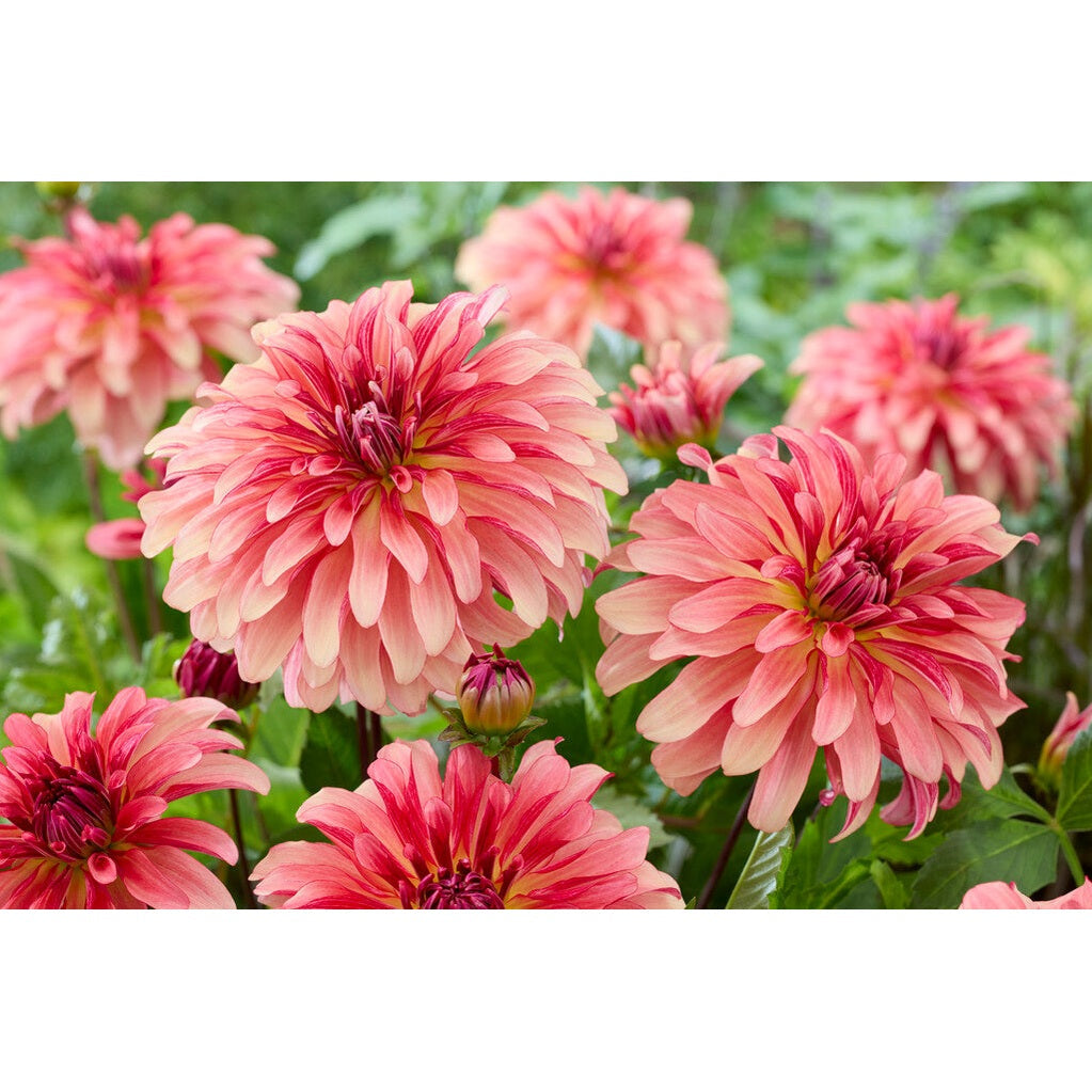 Dahlia Dutch Delight Koristeellinen 1-pakkaus UUTUUS