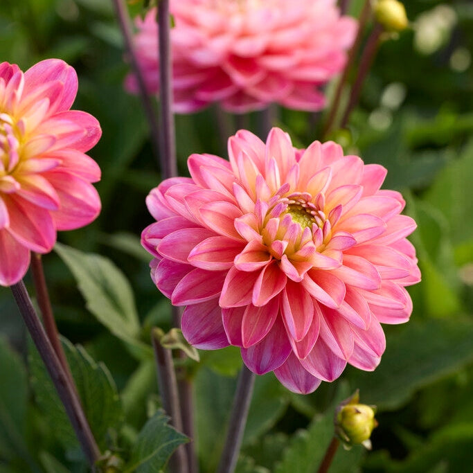 Dahlia Border Melody Allegro 1-pakkaus