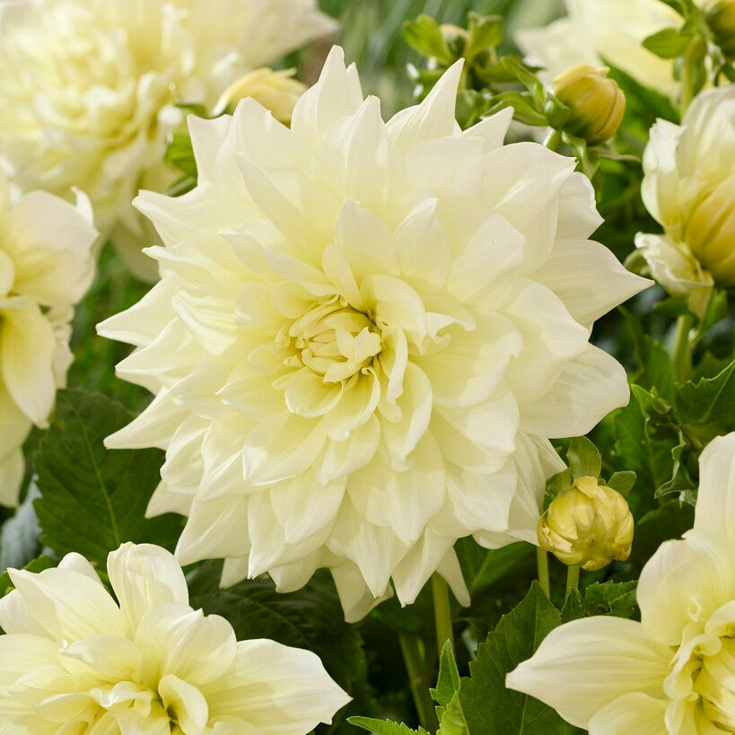 Dahlia Ice Breaker Koriste 1-pakkaus UUTUUS