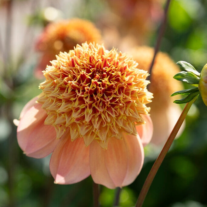 Dahlia Sandia Brocade Yksinkertainen Kukinta 1-pakkaus UUTUUS